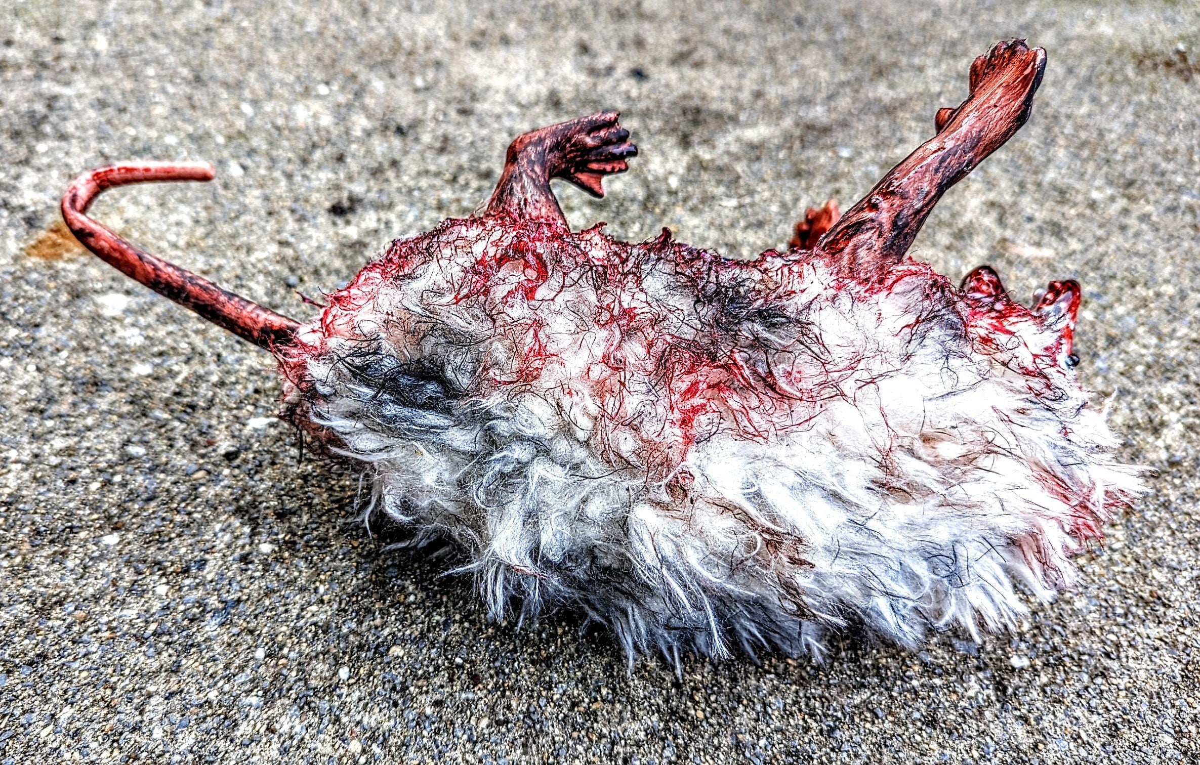Roadkill Opossum