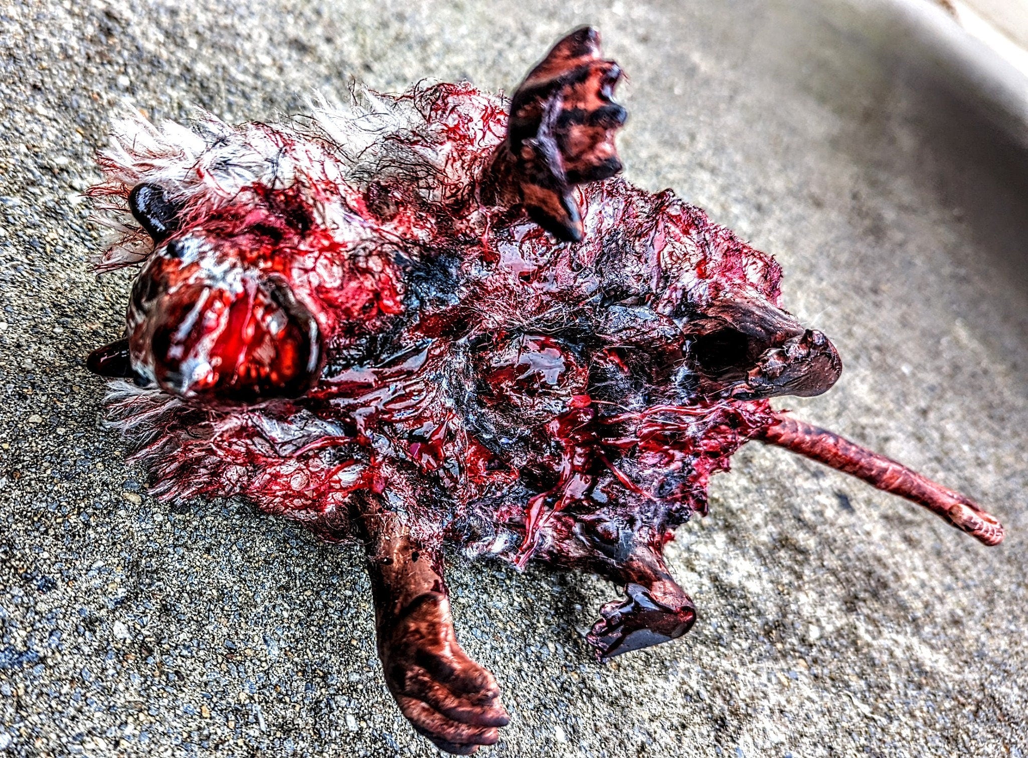 Roadkill Opossum