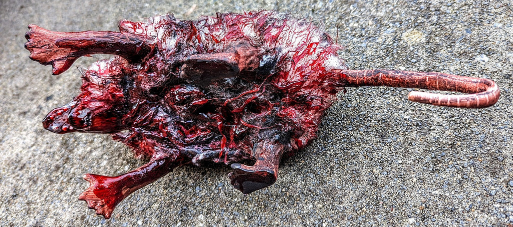 Roadkill Opossum